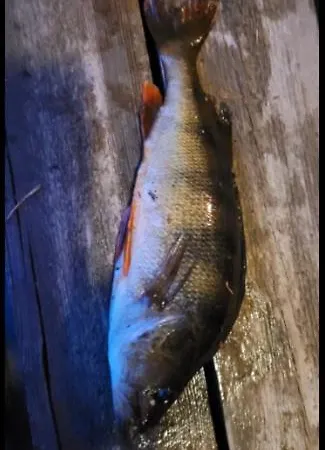 Moekki Ympaerivuotinen, Hébergement de vacances Tammela