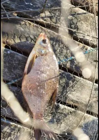 Moekki Ympaerivuotinen,